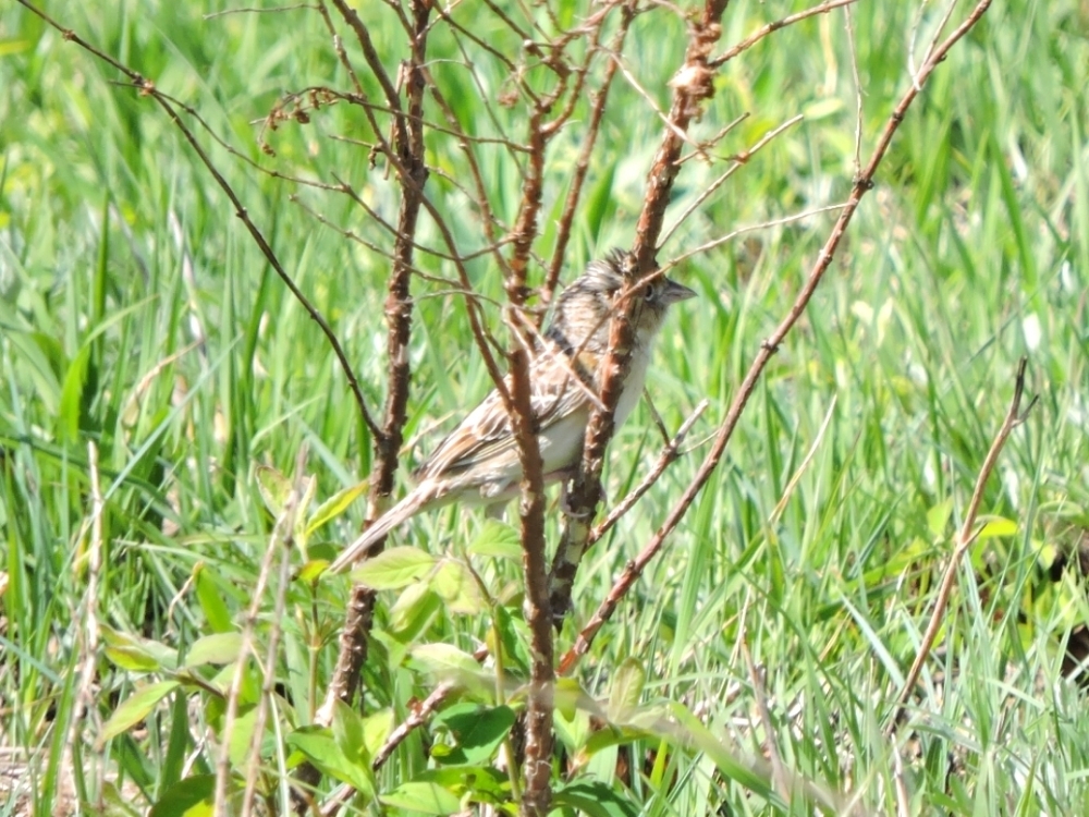 Grasshopper Sparrow Grasshopper Sparrow