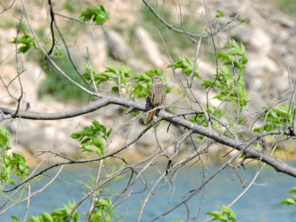 Nelson’s Sparrow