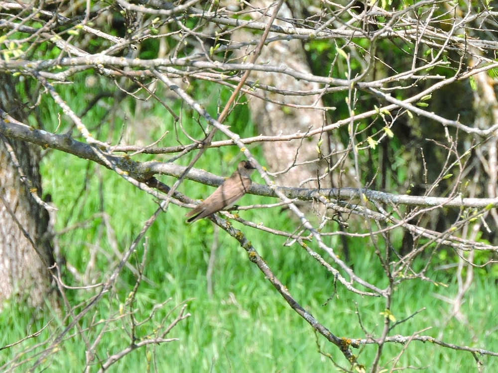 Northern Rough-Winged Swallow