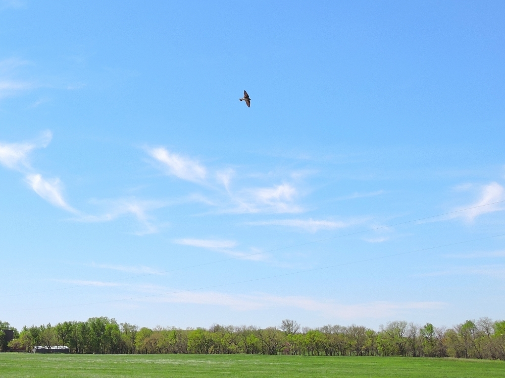 Northern Rough-Winged Swallow