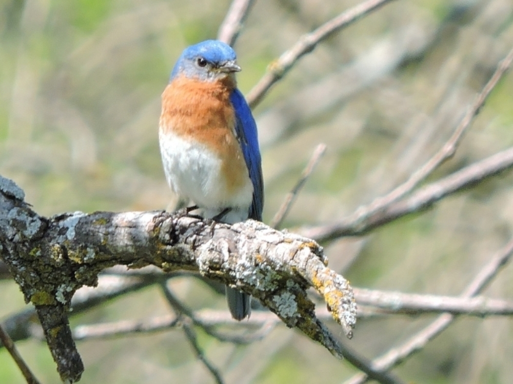 Eastern Bluebird Eastern Bluebird