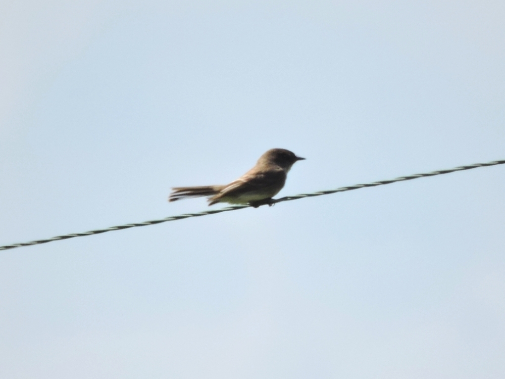 Eastern Wood-Pewee Eastern Wood-Pewee