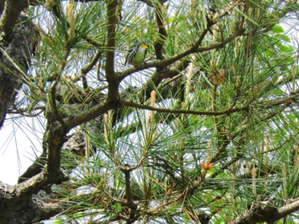 Yellow-Throated Warbler