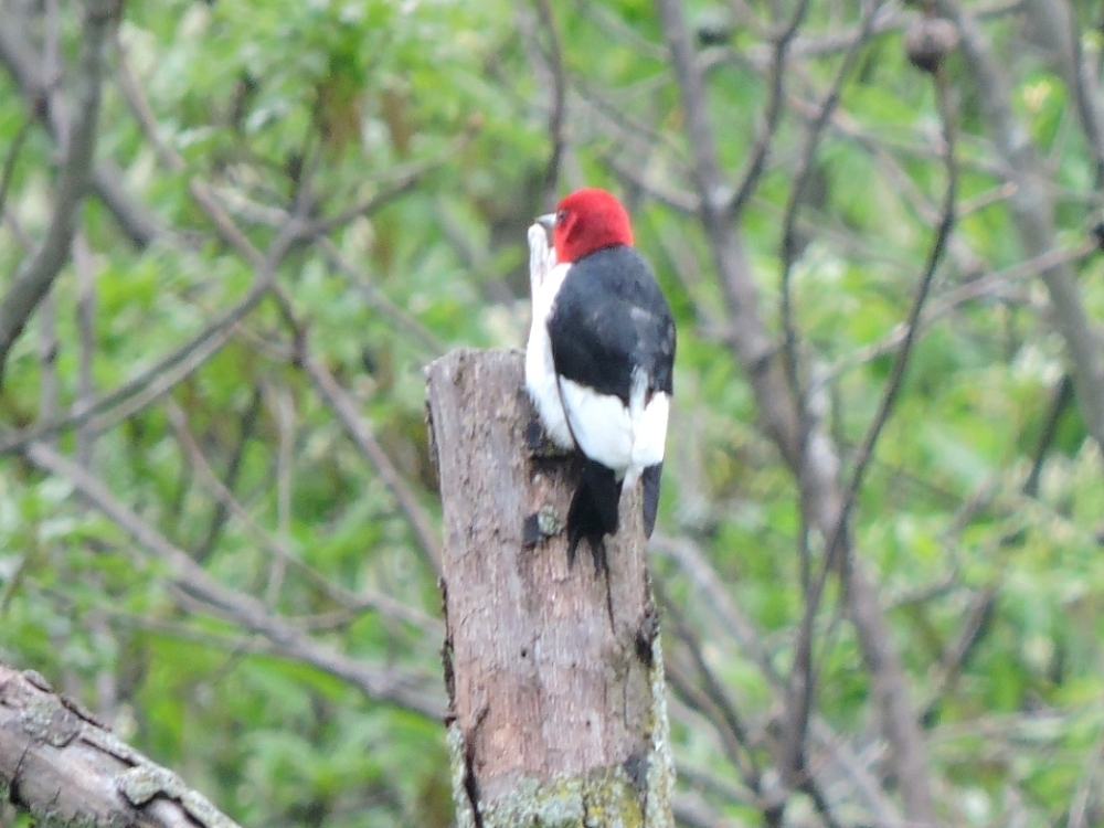 Red-Headed Woodpecker