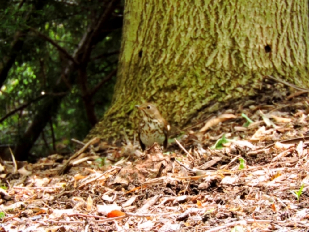 Ovenbird