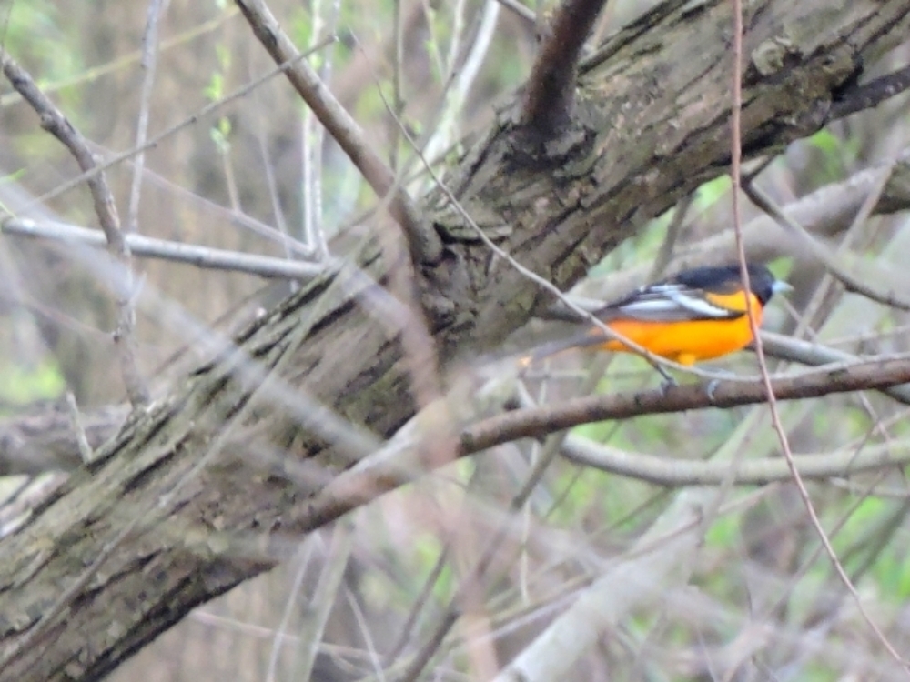 Baltimore Oriole