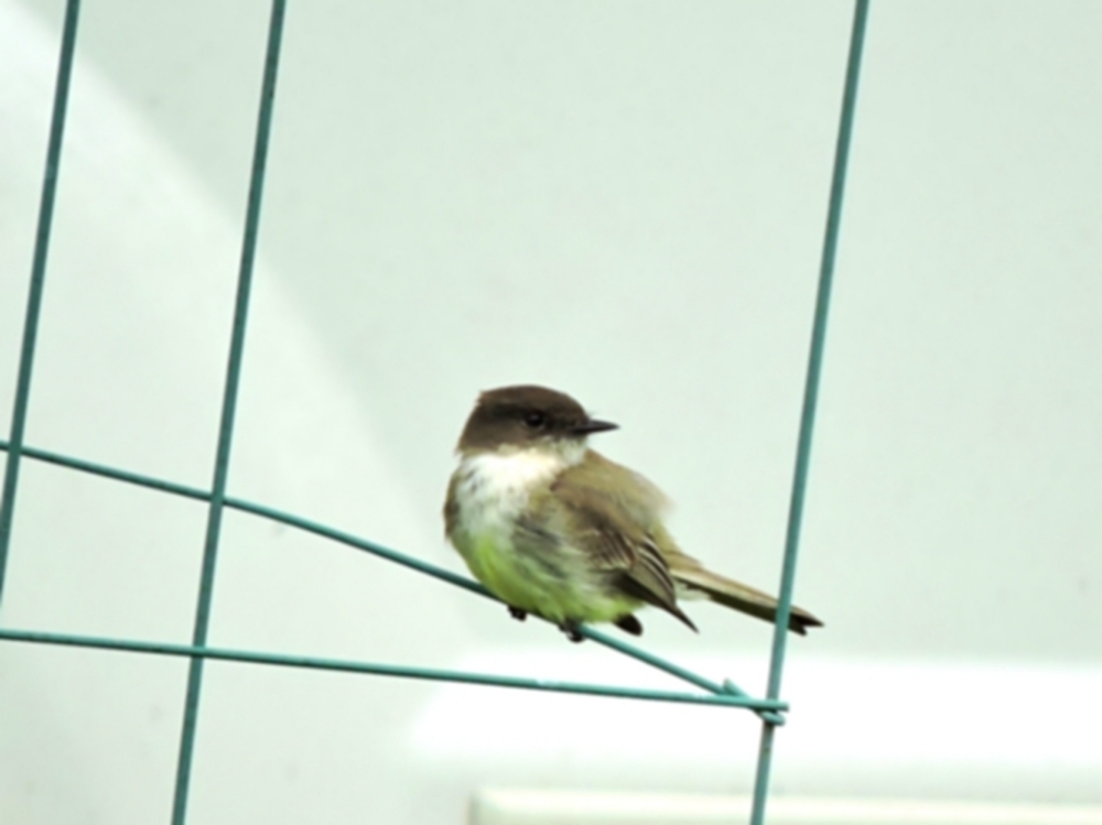 Eastern Phoebe