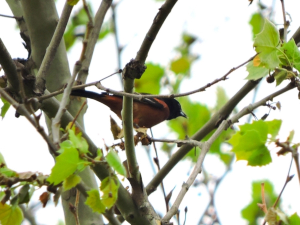 Orchard Oriole