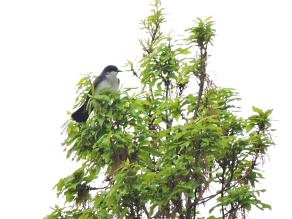 Eastern Kingbird