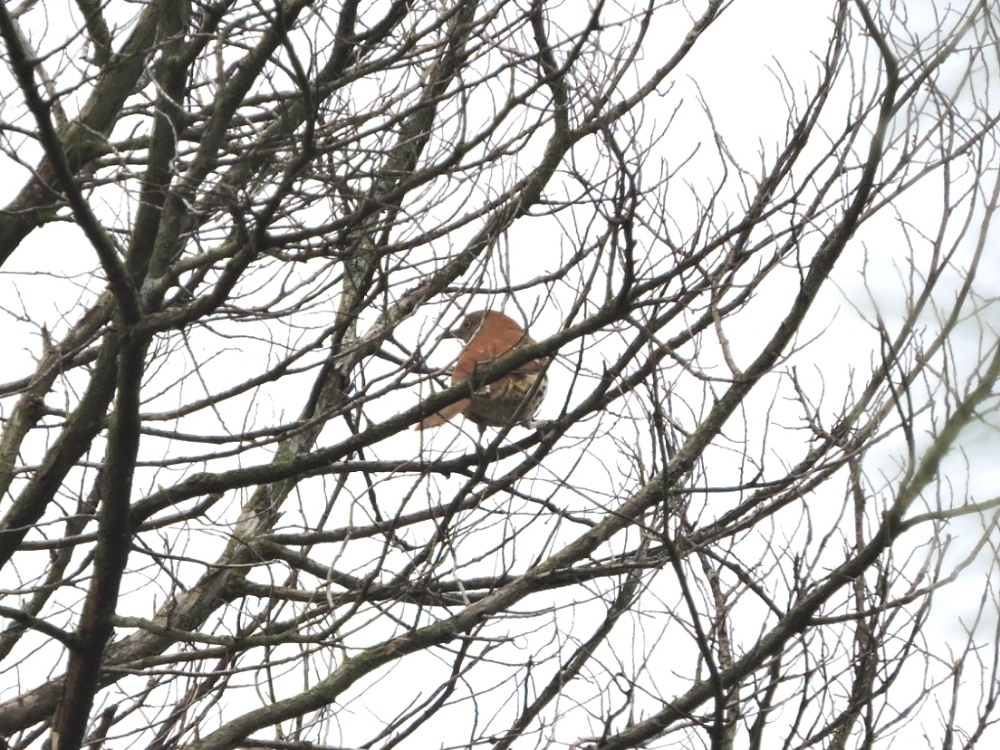 Brown Thrasher