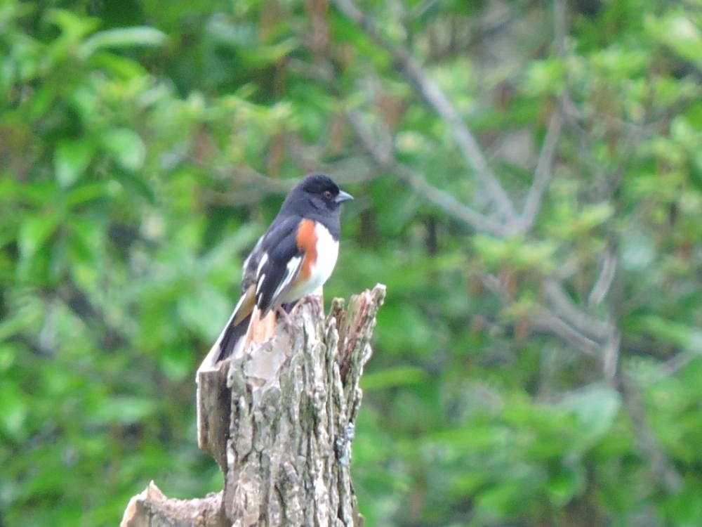 Eastern Towhee