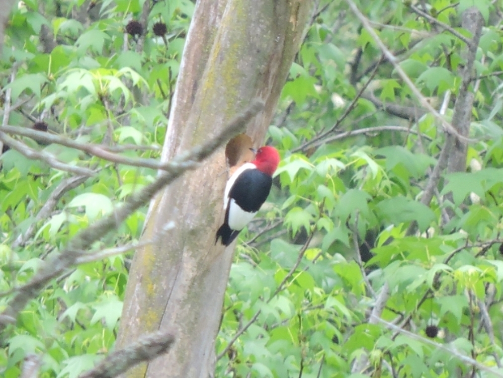 Red-Headed Woodpecker