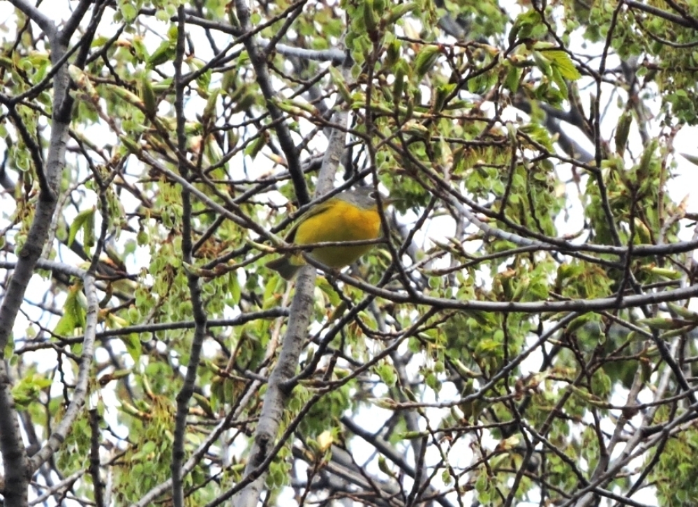 Nashville Warbler