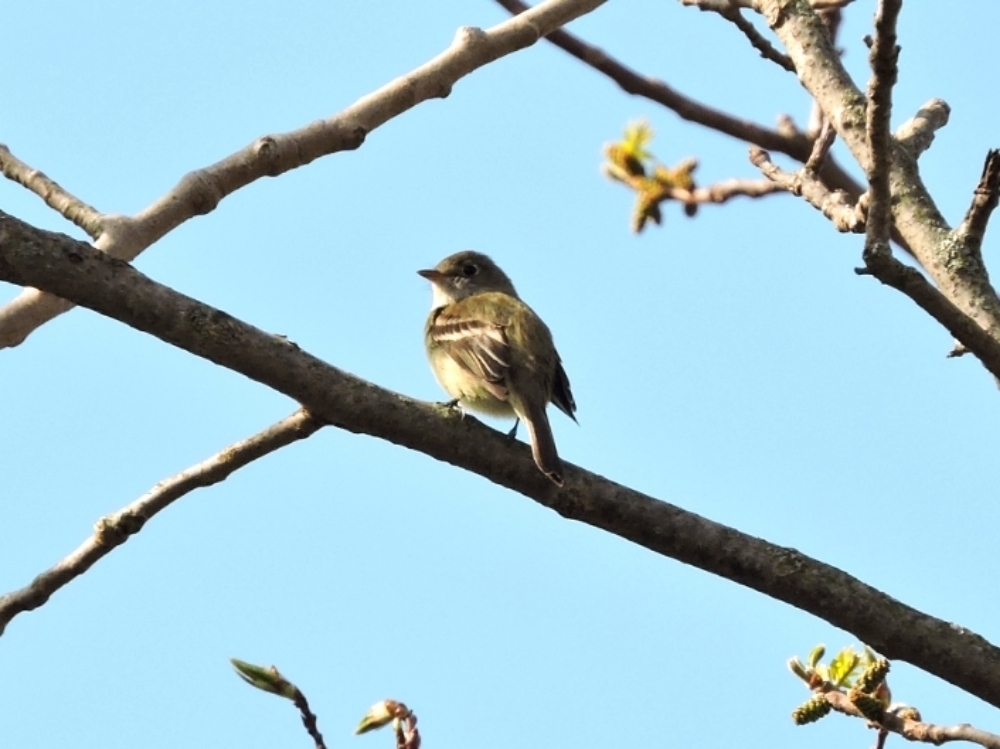 Willow Flycatcher