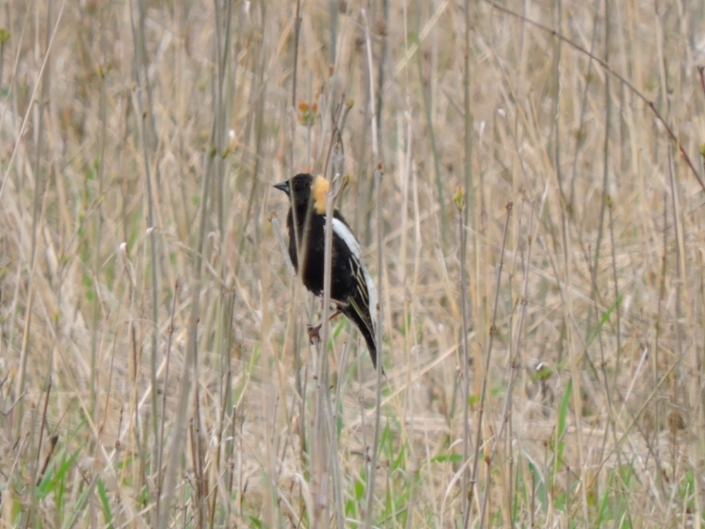 Bobolink