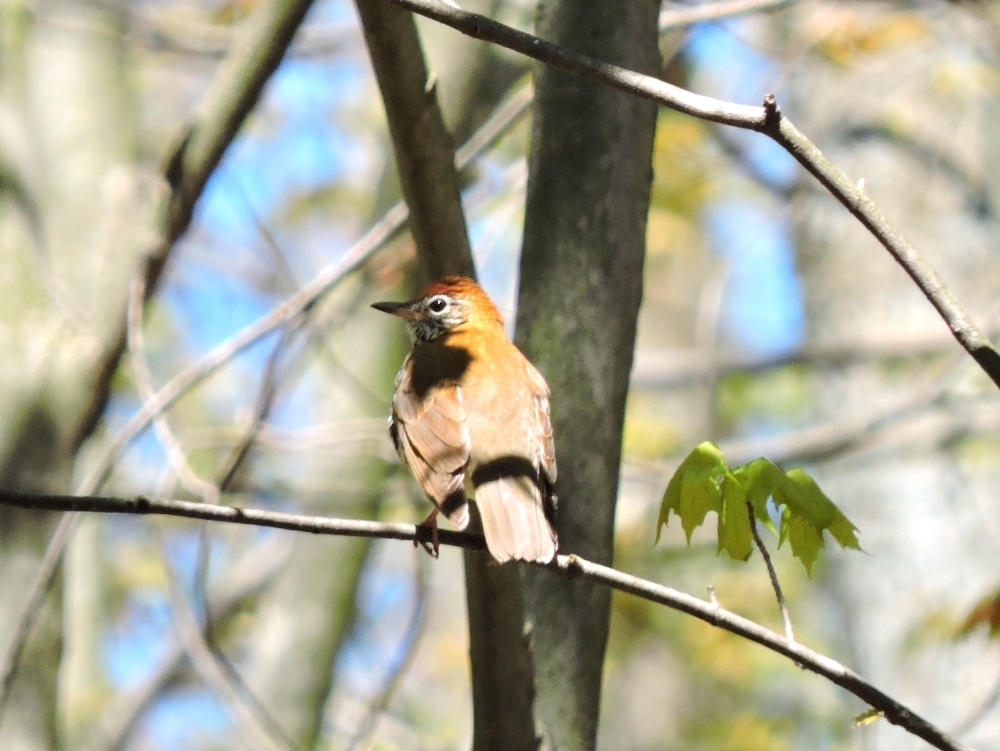 Wood Thrush