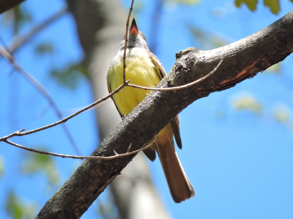 Great Crested Flycatcher