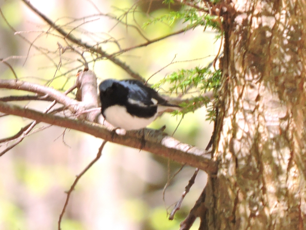 Black-Throated Blue Warbler