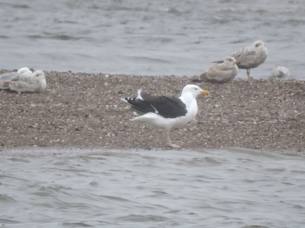 Great Black-Backed Gull Great Black-Backed Gull