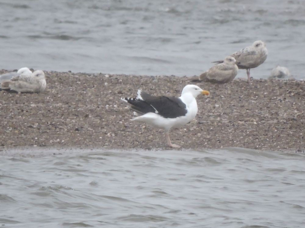 Great Black-Backed Gull