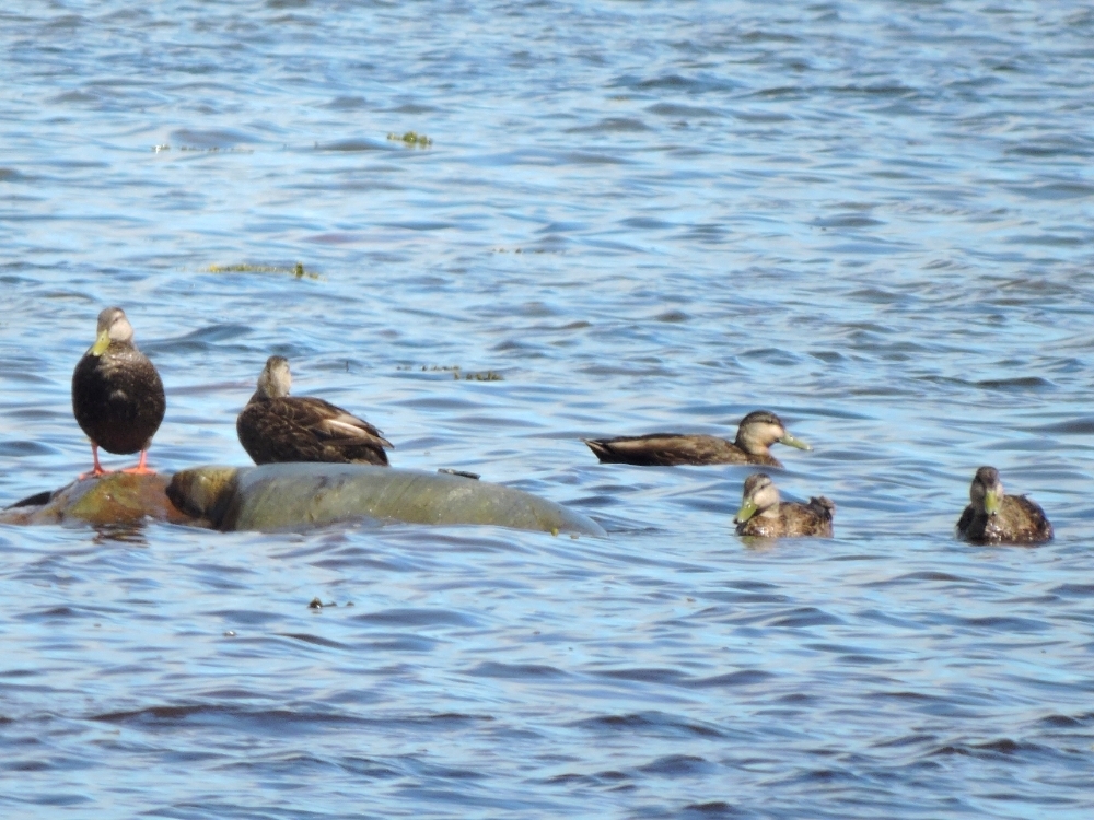 American Black Duck