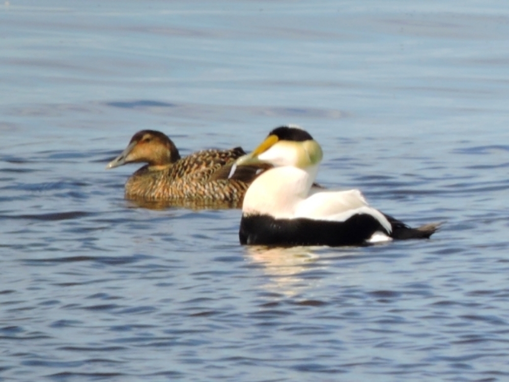 Common Eider