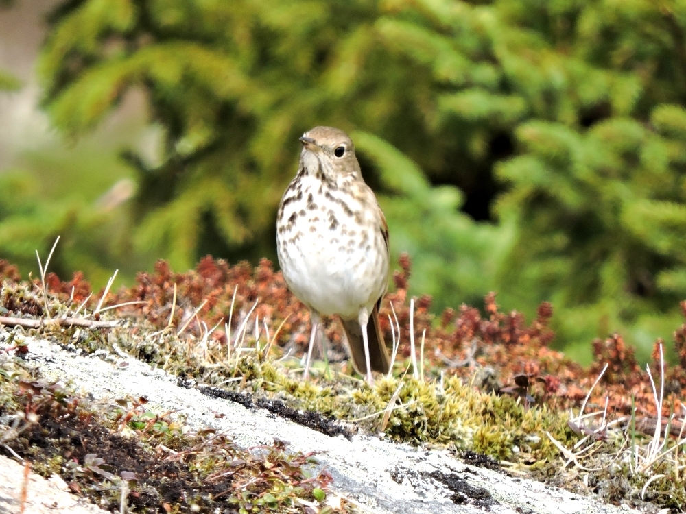 Gray-Cheeked Thrush