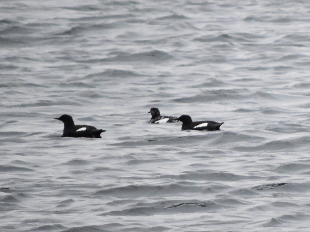 Black Guillemot