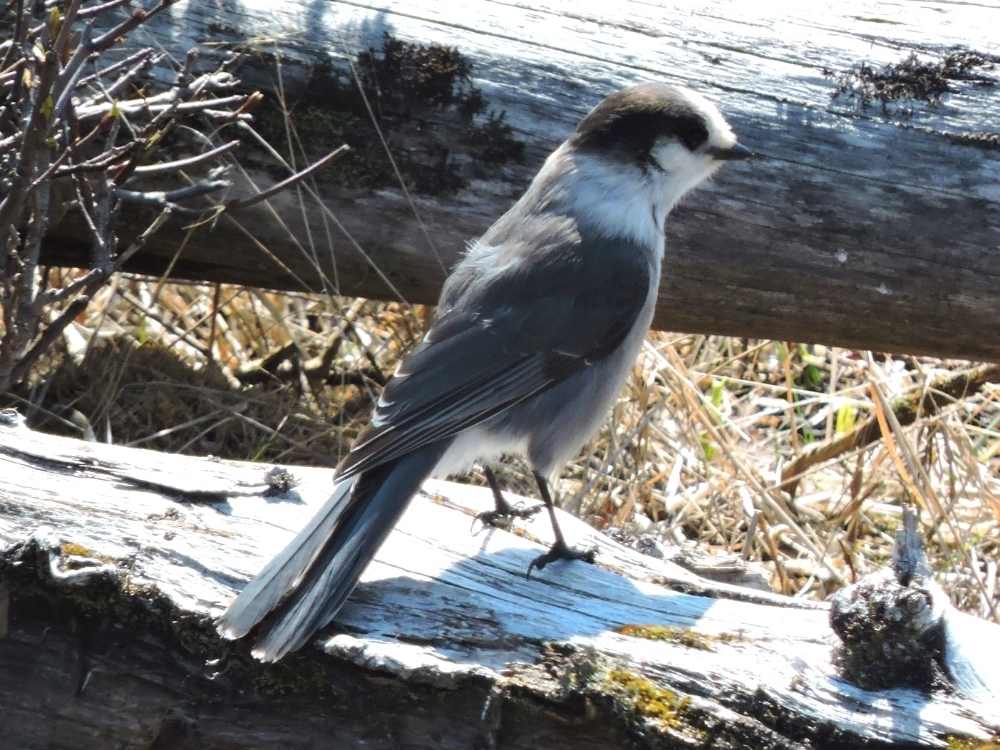 Canada Jay