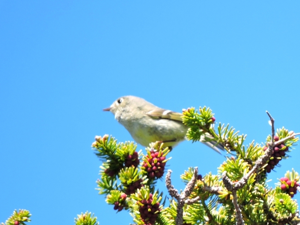 Yellow-bellied Flycatcher