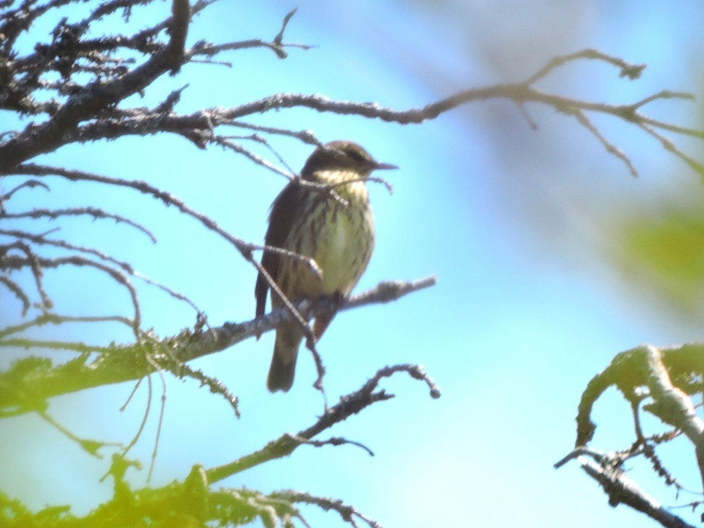 Northern Waterthrush