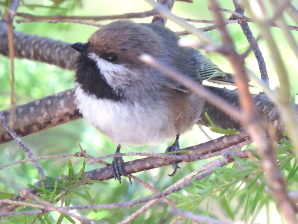 Boreal Chickadee