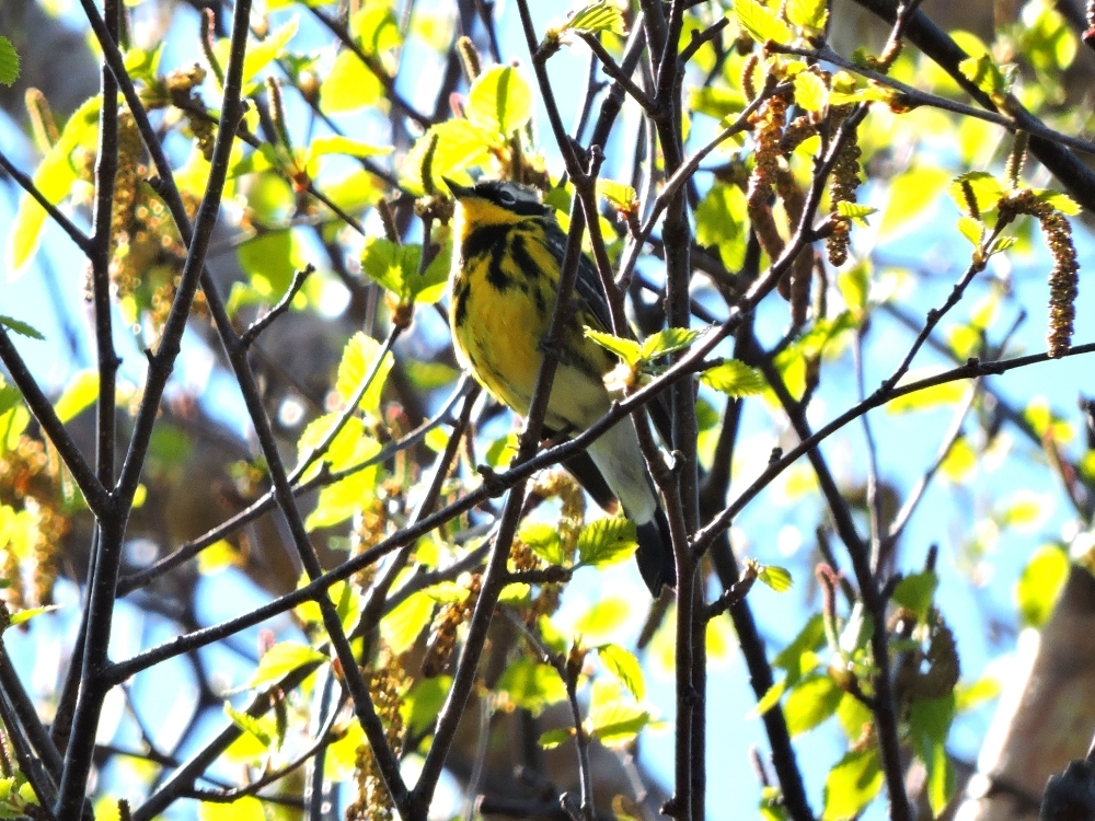 Magnolia Warbler