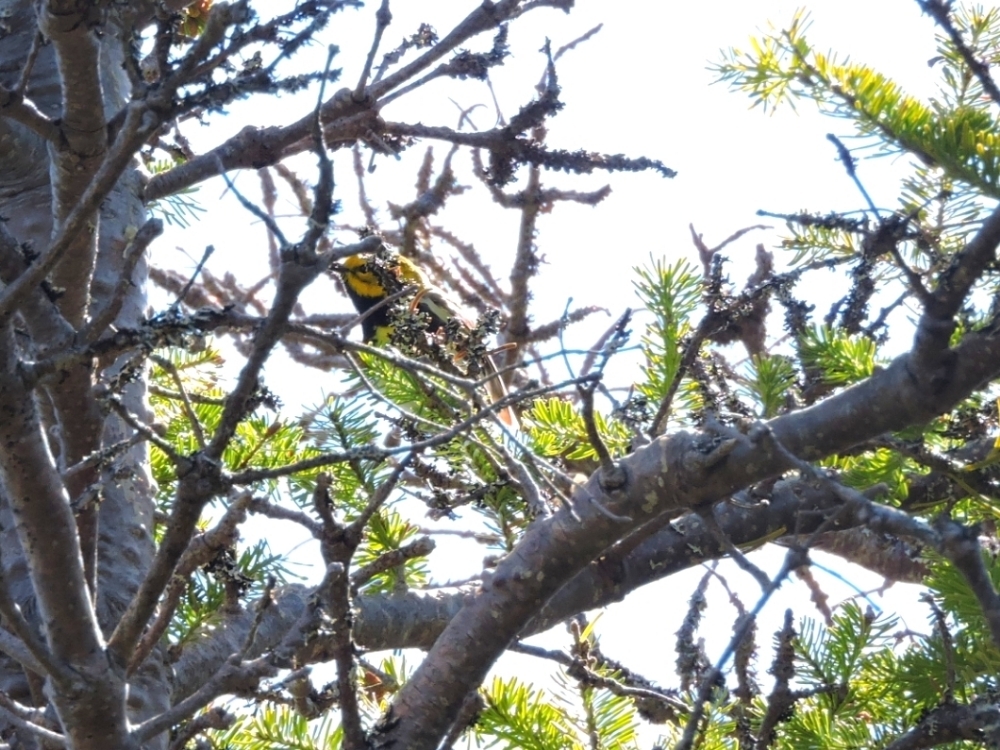 Black-Throated Green Warbler