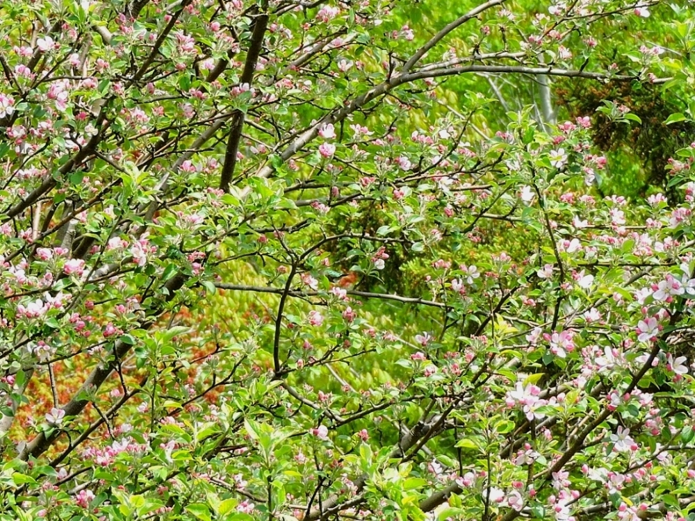 Ruby-Throated Hummingbird