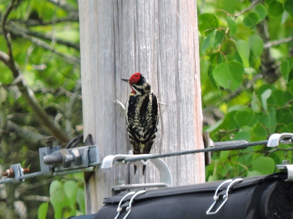 Yellow-Bellied Sapsucker