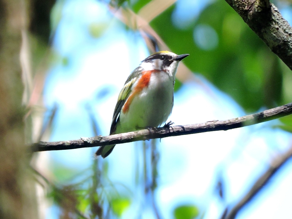 Chestnut-Sided Warbler