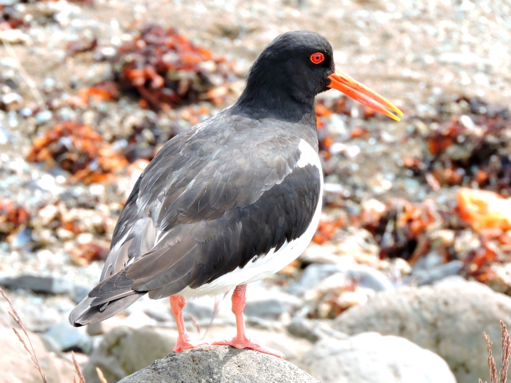 Eurasian Oystercatcher