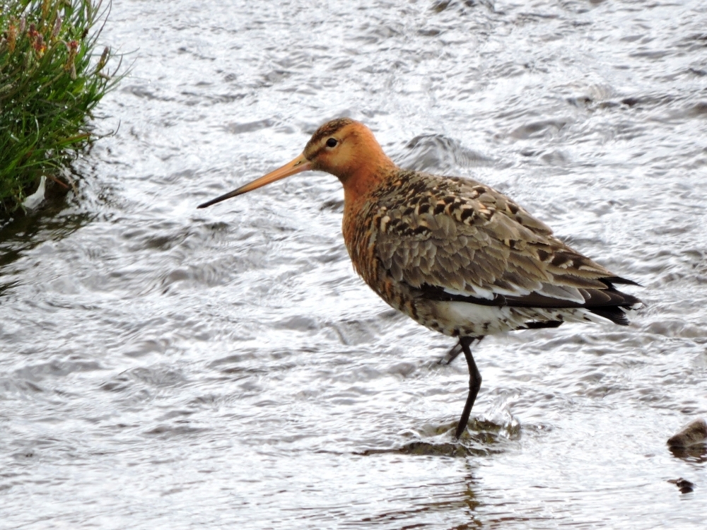 Black-Tailed Godwit