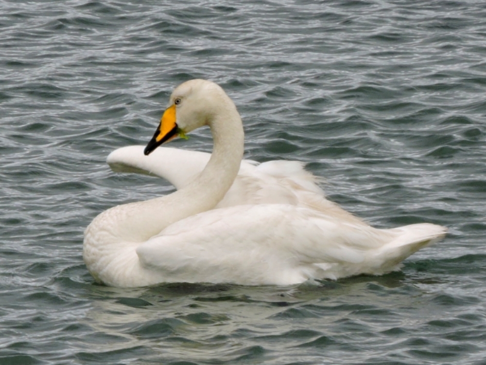 Whooper Swan