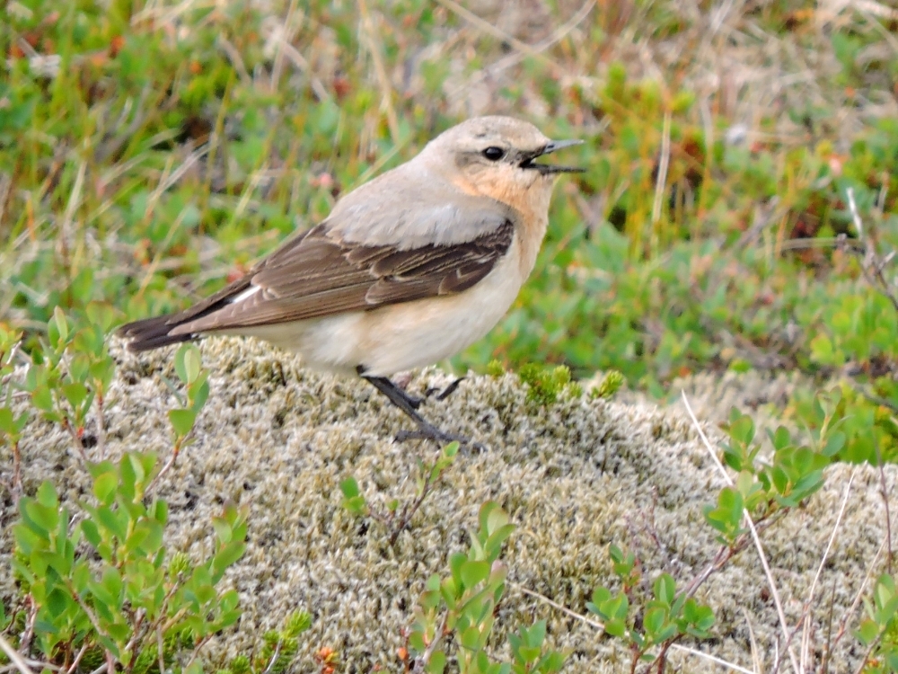 Northern Wheatear