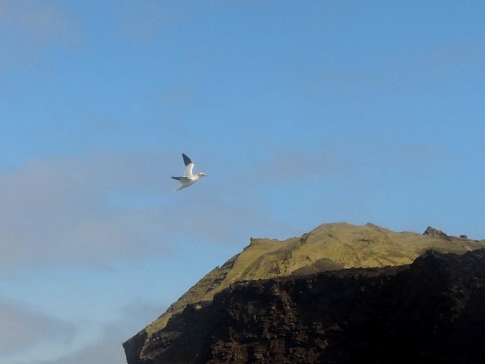 Northern Gannet