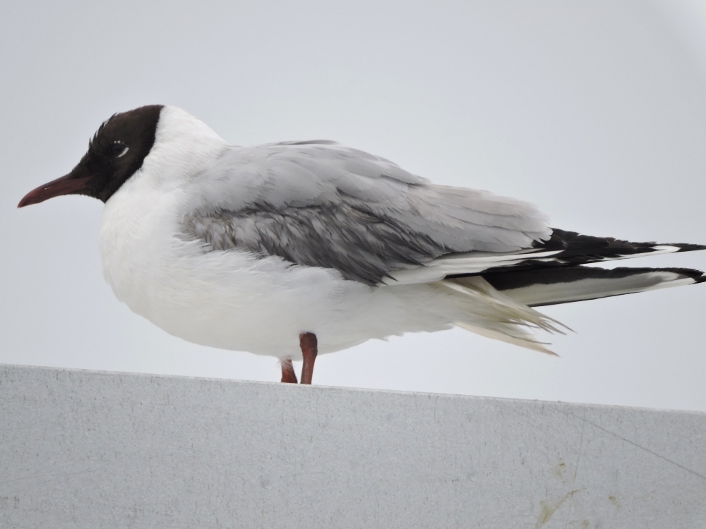 Black-Headed Gull