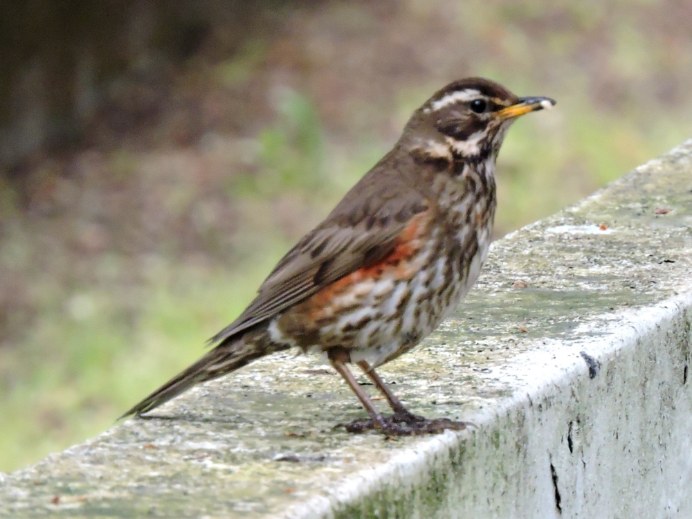 Redwing