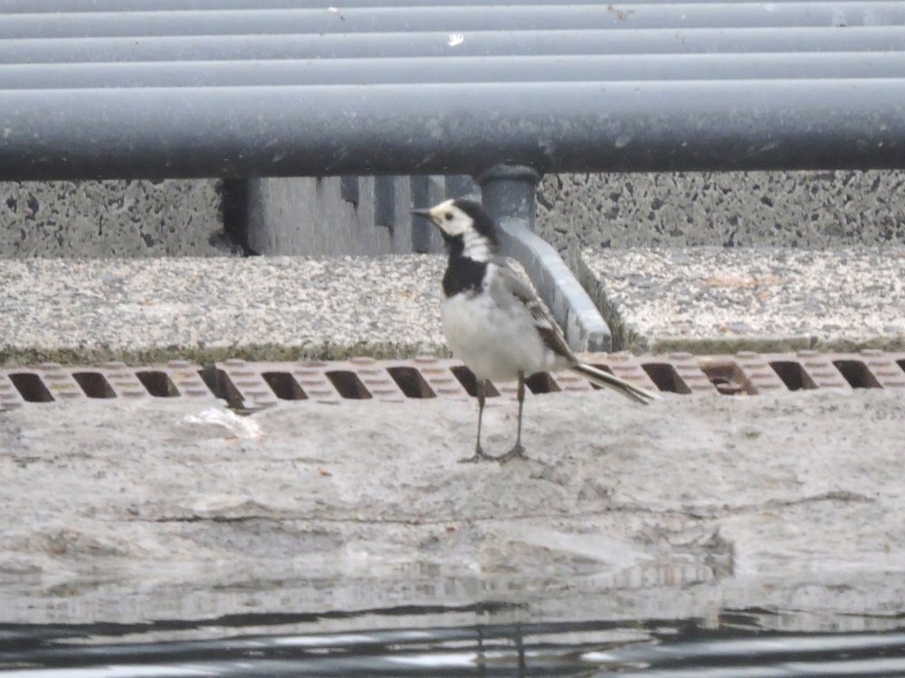 White Wagtail