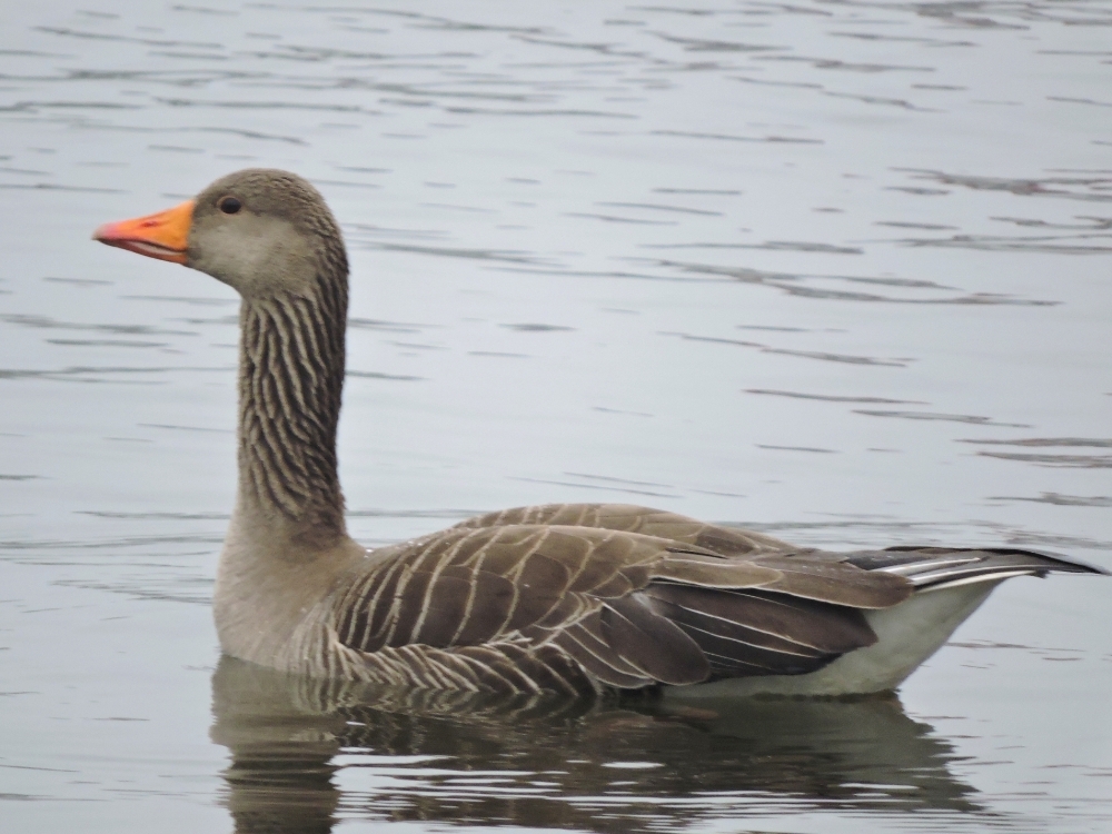 Greylag Goose