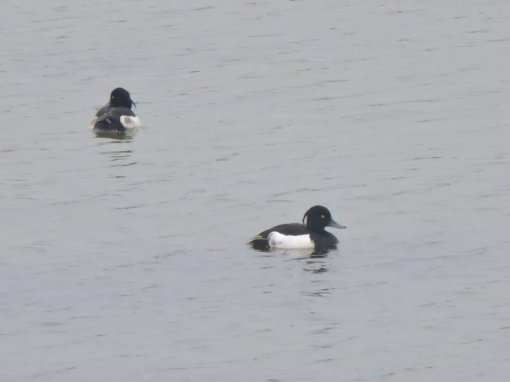 Tufted Duck