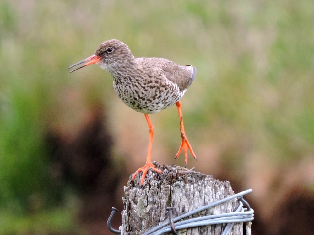 Common Redshank