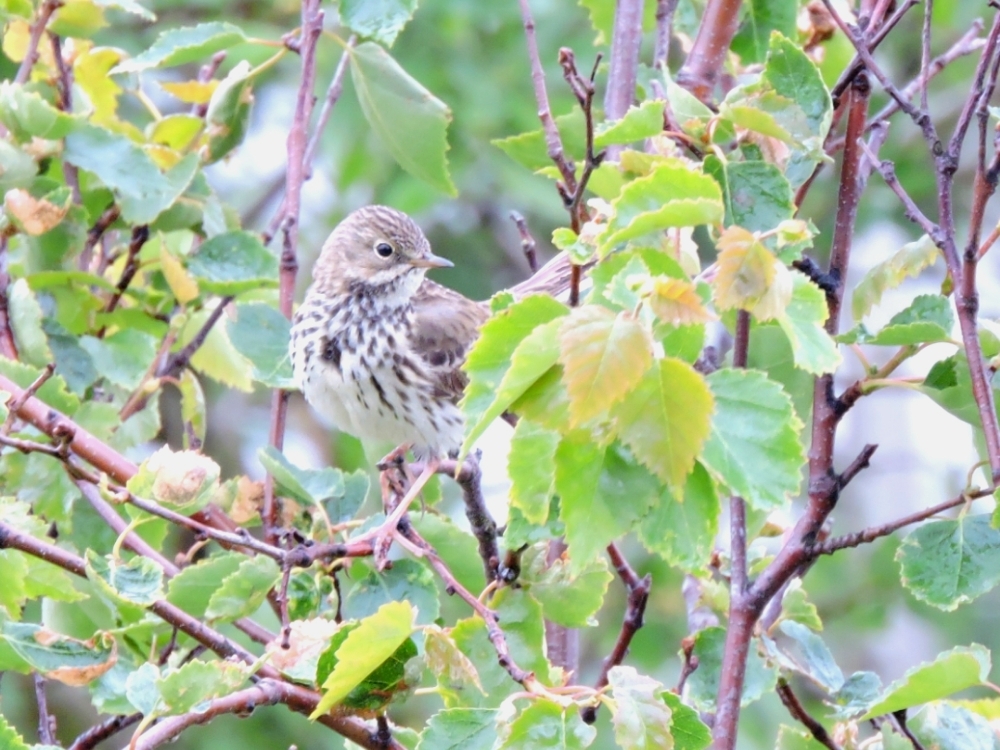 Meadow Pipit