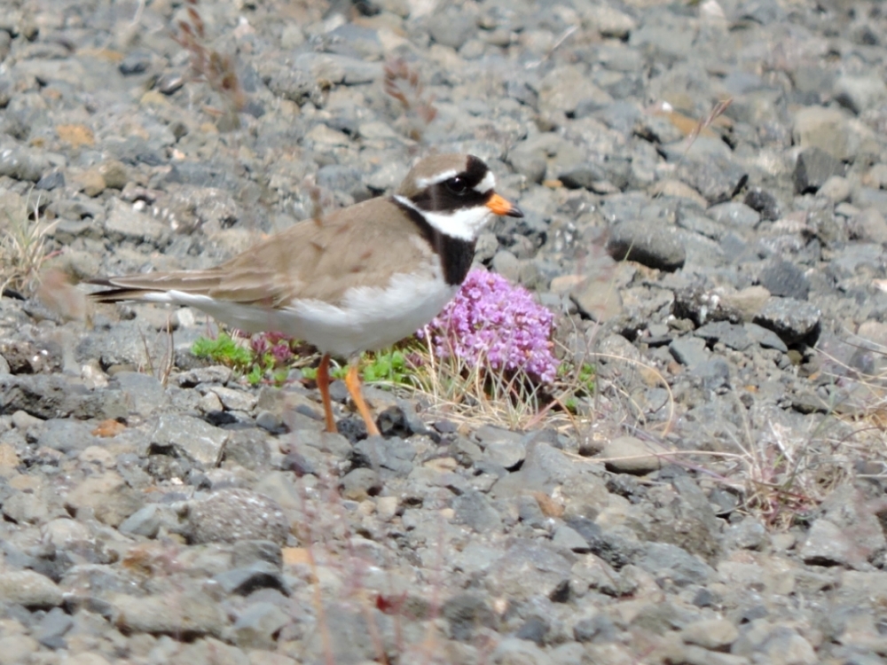 Common Ringed Plover